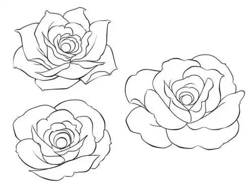 线画66 漫画线っぽい蔷薇と叶っぱpng 7