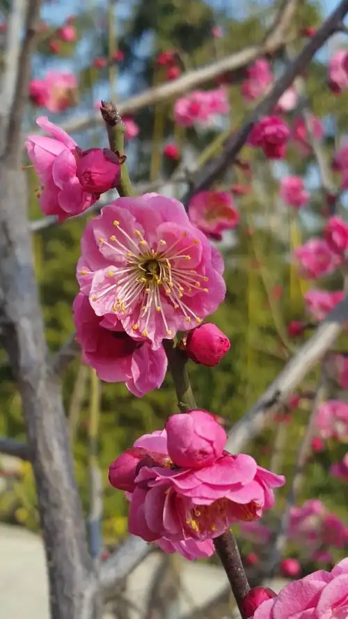 每天一点冷知识#漂亮的红梅花