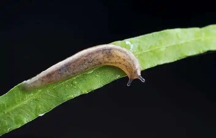 你知道野蛞蝓就是鼻涕虫吗刮食猕猴桃嫩芽幼苗危害严重咋防治