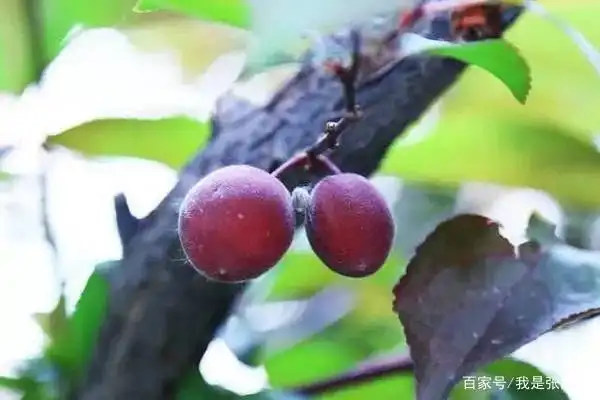 美人梅果实可以吃吗