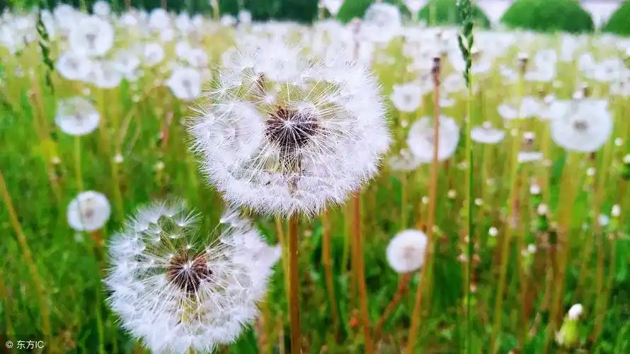 蒲公英图片大全大图高清(春天的精灵) - 赤虎壹号