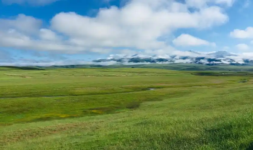 草原地势平坦,水草丰盛,是典型的禾草草甸草原,也是新疆最重要的畜牧