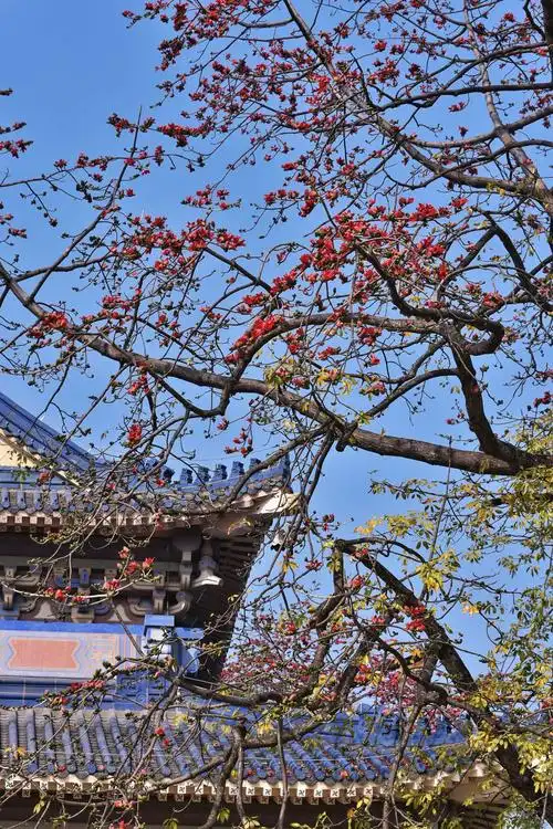 广州木棉花开的灿烂