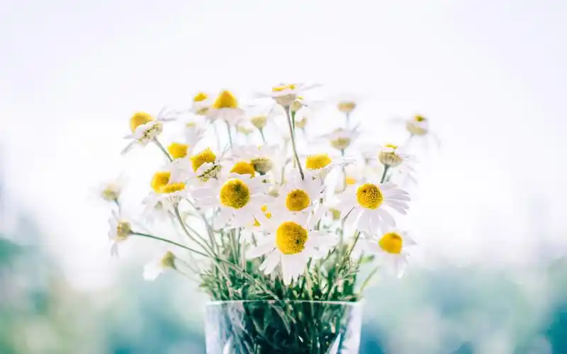 清新文艺的插花