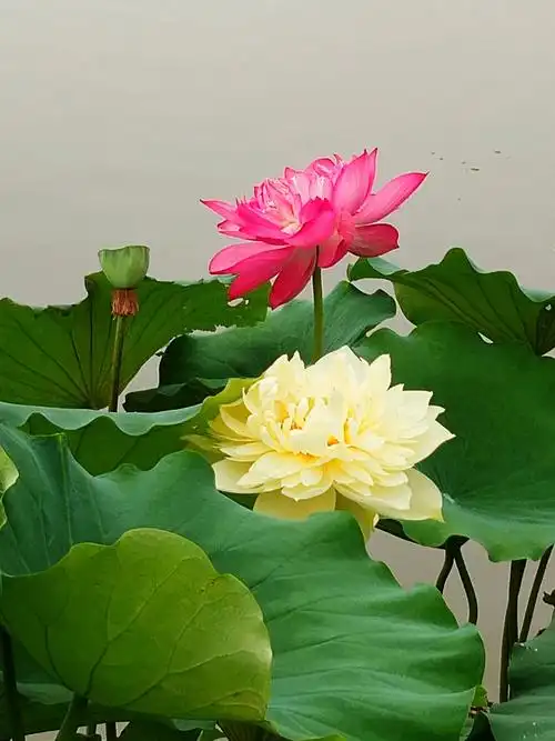 最美夏日莲花池