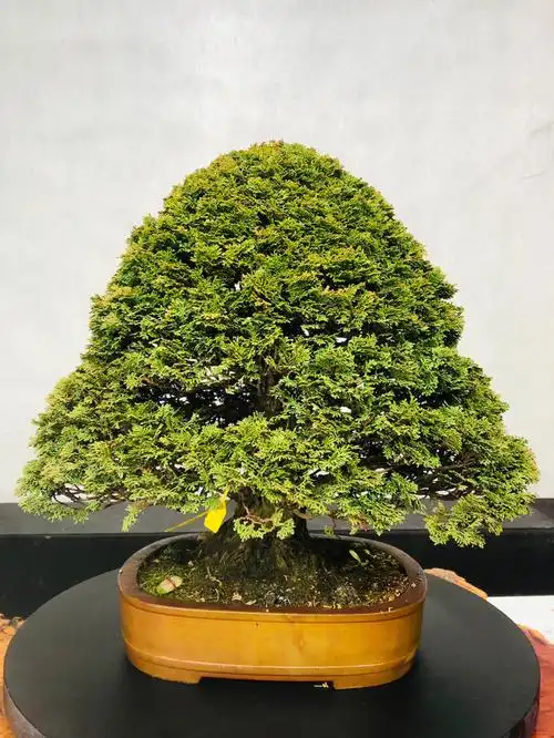 日本津山桧圣诞树