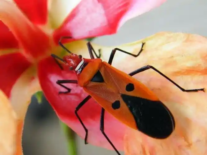 dysdercus cingulatus cingulatus