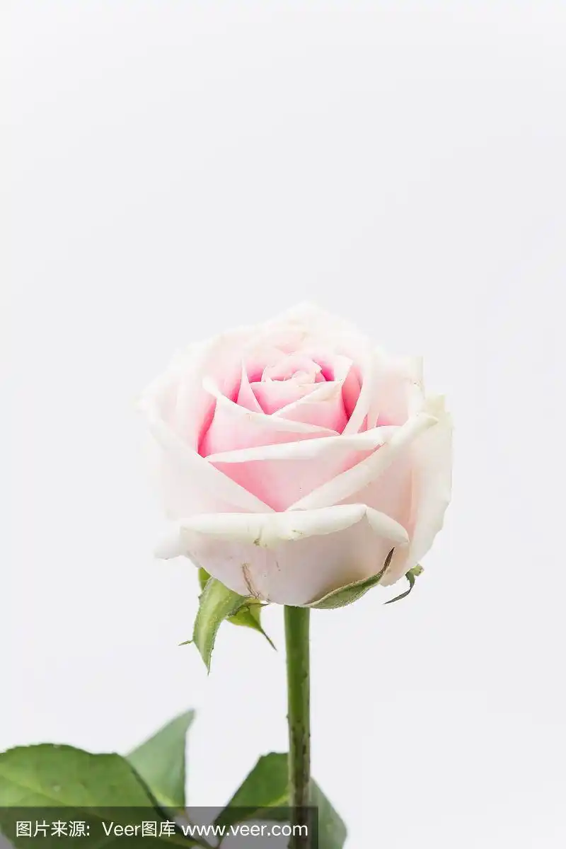 白玫瑰和粉玫瑰