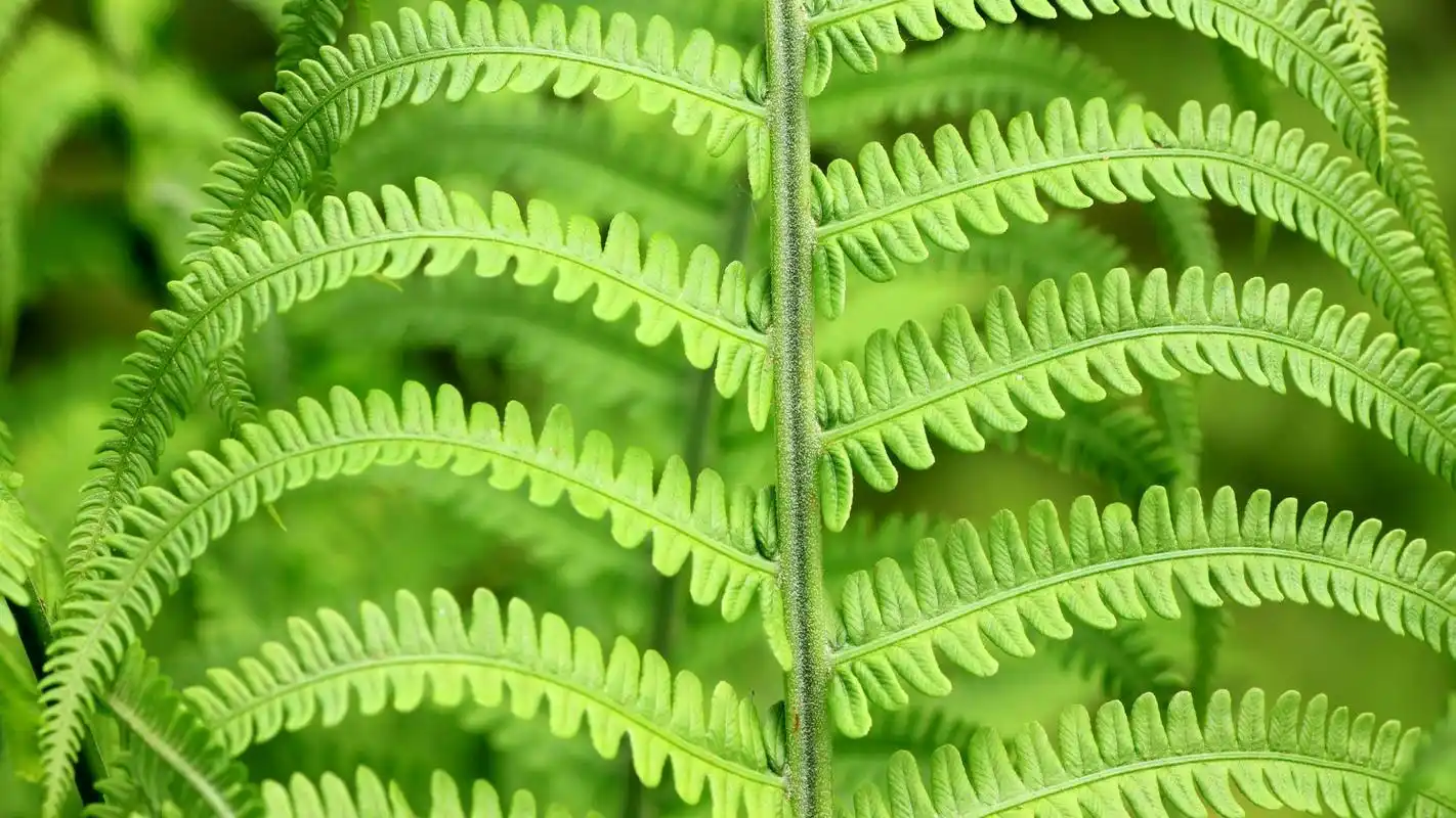 金星蕨唯美高清护眼壁纸高清大图预览1920x1200_高清壁纸下载_美桌网