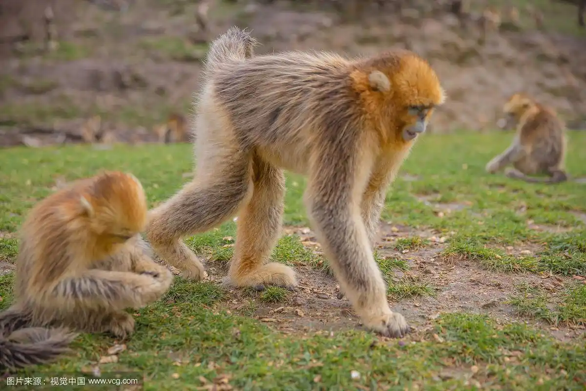 中国陕西秦岭太白山保护动物野生动物金丝猴