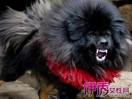 【图】纯种鬼獒还有多少只 揭秘神秘的鬼獒