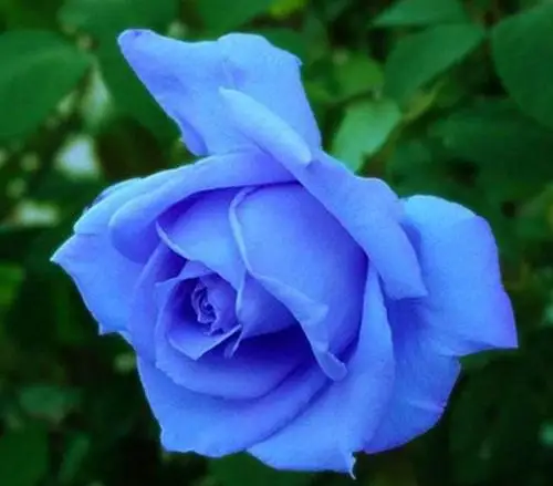 作为蓝色风暴的升级版(伪),微蓝的花量可以说是非常的大,因为它的花