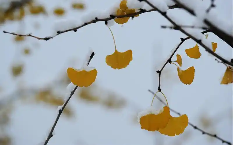 秋冬交替美景摄影桌面壁纸自然美景秋天美景初冬美景枫叶摄影雪景唯美