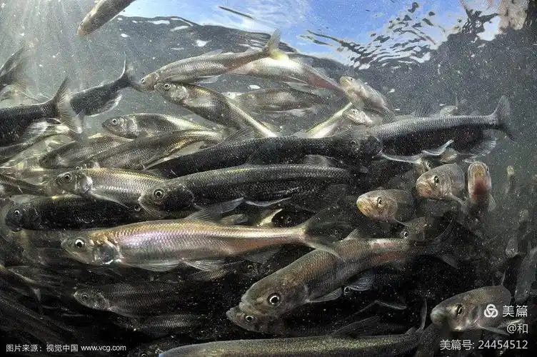 柳叶鱼,亦称柳条鱼,细长似柳叶,喜成群游动,行动敏捷.