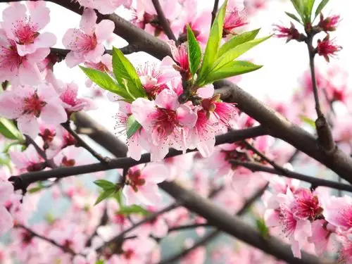 标题:桃花-梅湾