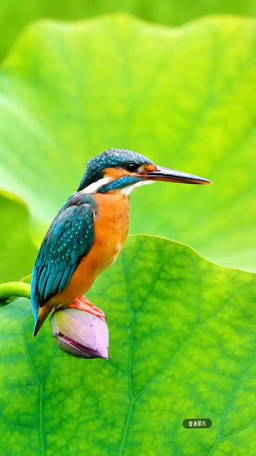 翠鸟真的是超级好看,而且叫声也很好听.-度小视