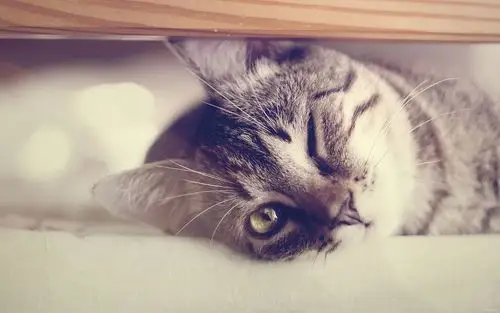 喵喵酱可爱高清桌面壁纸 喵喵壁纸,可爱壁纸,喵咪壁纸,小猫壁纸,动物