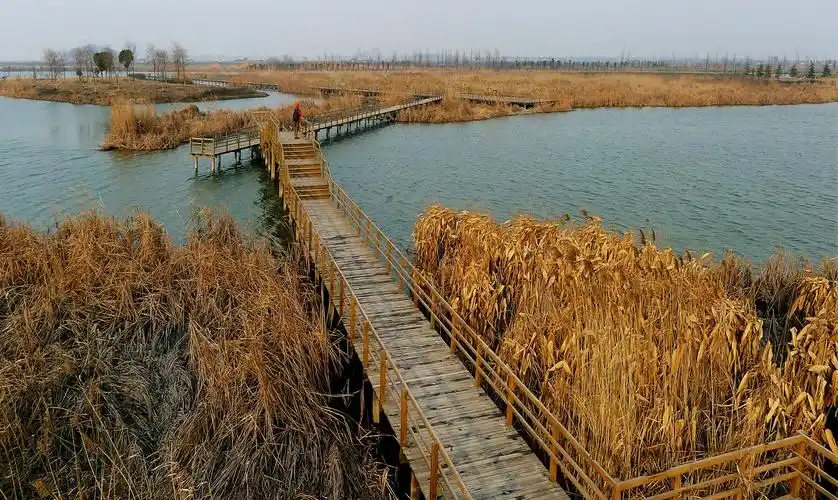 今天是世界湿地日,走进溧阳天目湖源头,长荡湖国家级湿地公园