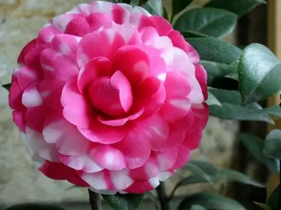 名贵茶花盘点:前十名附图讲解