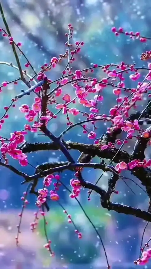 梅花爱雪雪不知, 开在雪中作情痴. 芳心醉落三千瓣, 片片香魄皆成思.