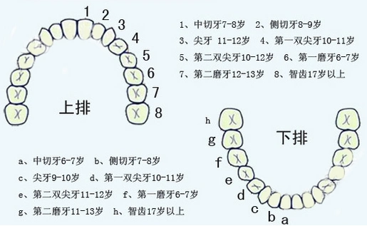 换牙时间表:   6岁时,出下两门牙,同时在第二乳磨牙的后面出