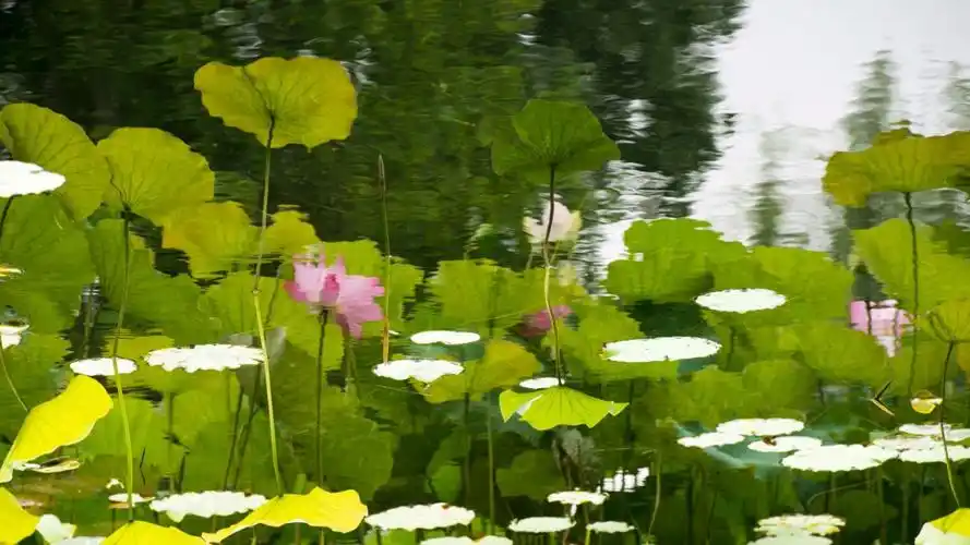 花草山水,图片鲜艳.很喜欢