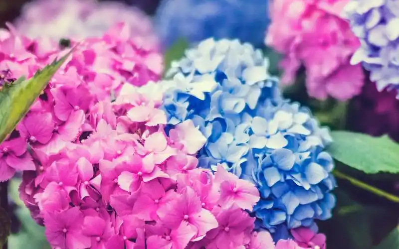 电脑壁纸 花卉 鲜花 清新养眼的绣球花