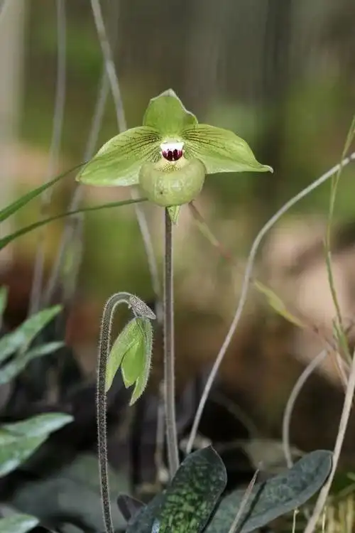 代表了由杓兰属向兜兰属过渡的种类,也是发现较晚的品种,虽然在1947年