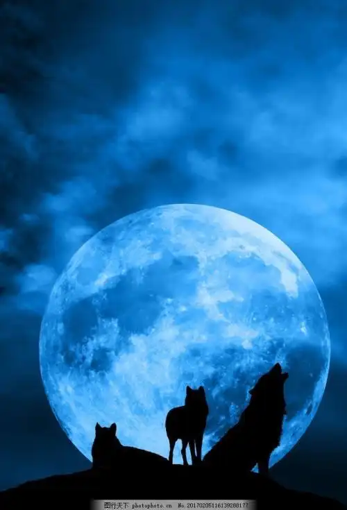 月亮下的狼图片