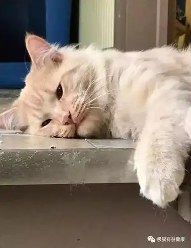 超粘人橘猫被弃养2次,表情好失落!