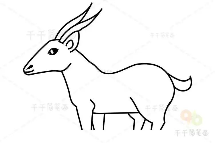 藏羚羊简笔画
