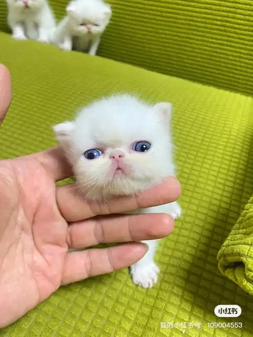 自家生育猫仔便宜出