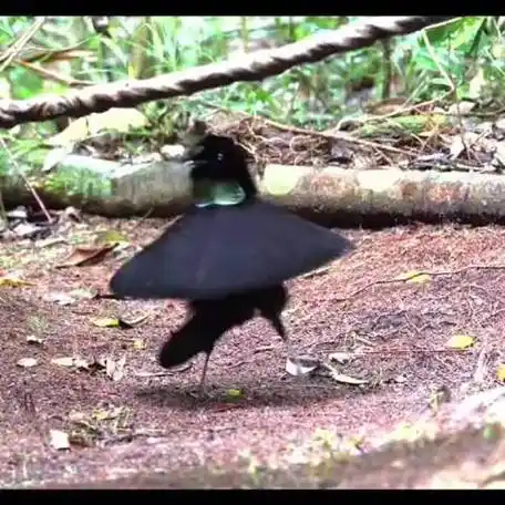 雄性阿法六线风鸟求偶时跳的舞#这是鸟中搞笑男吗#沙雕图的微博视频