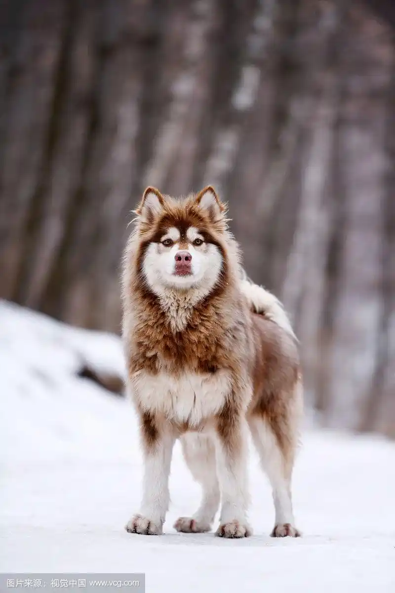 雪山里的阿拉斯加犬