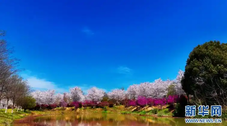 安徽和县:樱花盛开迎客来-新华网
