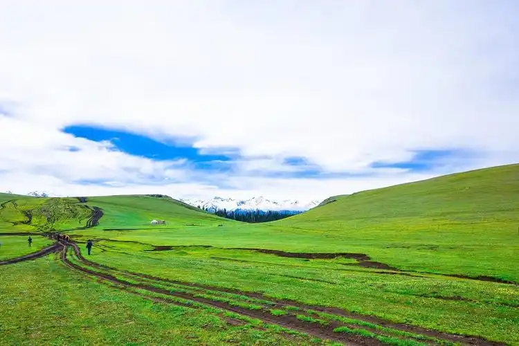 一流天然草场五花草甸