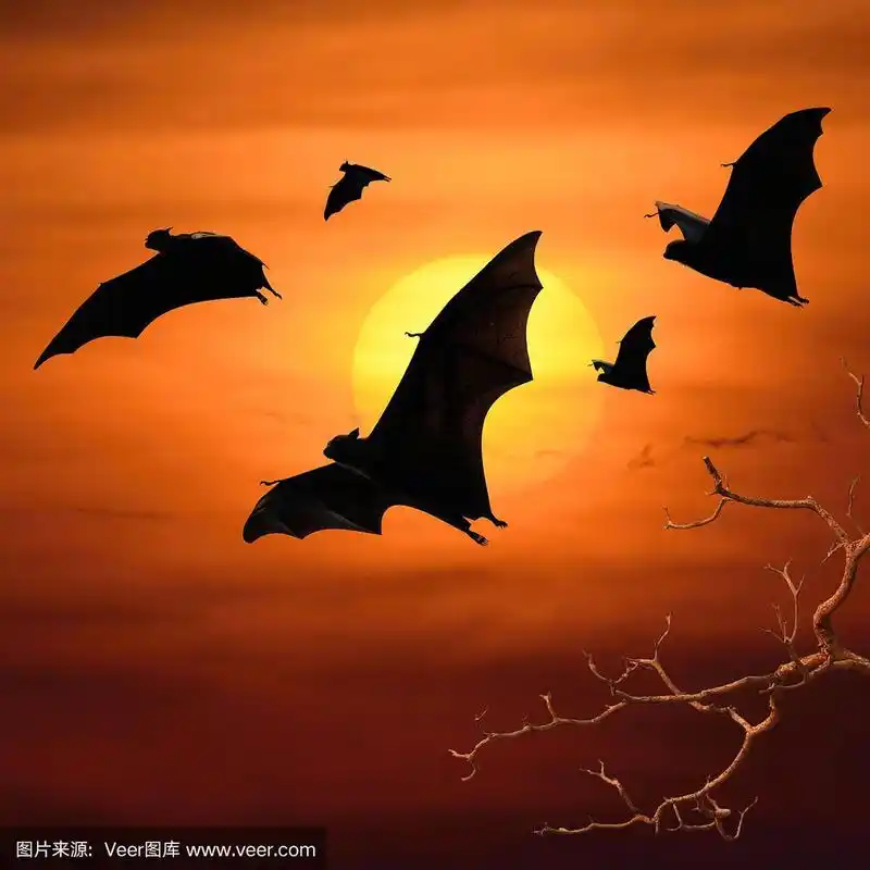 蝙蝠,夜晚,昆虫群,百万富翁,天空