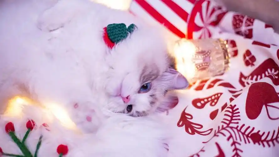 性格温柔的布偶猫,高清图片,动物壁纸-回车桌面