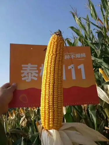 泰棒111,就是棒 写美篇泰棒111 ,白轴大棒长粒"白大长"新类型玉米品种