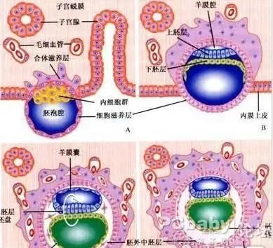 排卵受孕着床过程图解