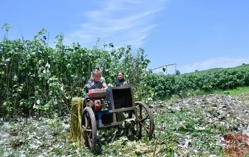 杨瑞军操作机器打剥苎麻.韩黎 摄