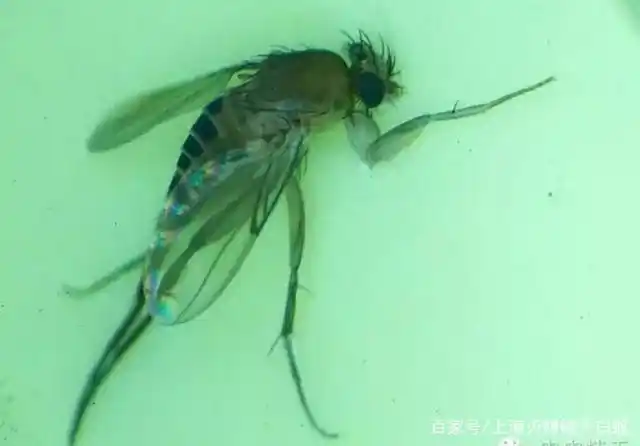 "爱吃肉肉"的蚤蝇