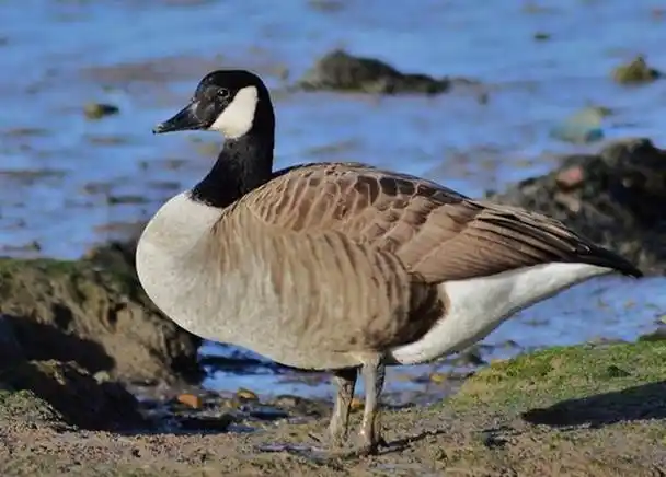 回顾:受人欢迎的加拿大雁,屡次空投粪便,出口伤人,它的危害有多大