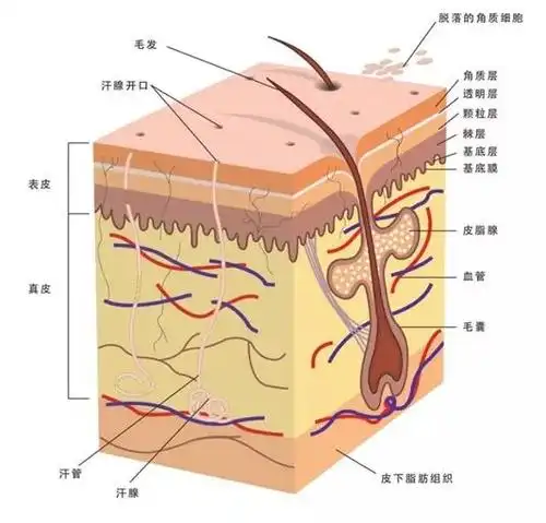 夏沫护肤老师:关于皮脂膜,你了解多少?
