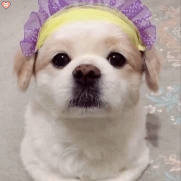 萌宠狗狗表情包动图