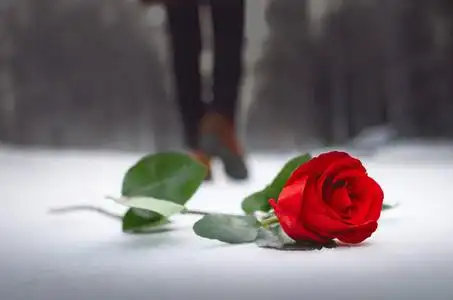 红玫瑰花躺在一个冬天的公园里的雪覆盖的道路上,走着女人的剪影.