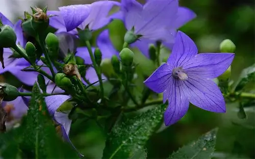 唯美桔梗花高清桌面壁纸