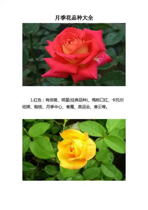月季花品种大全 1.