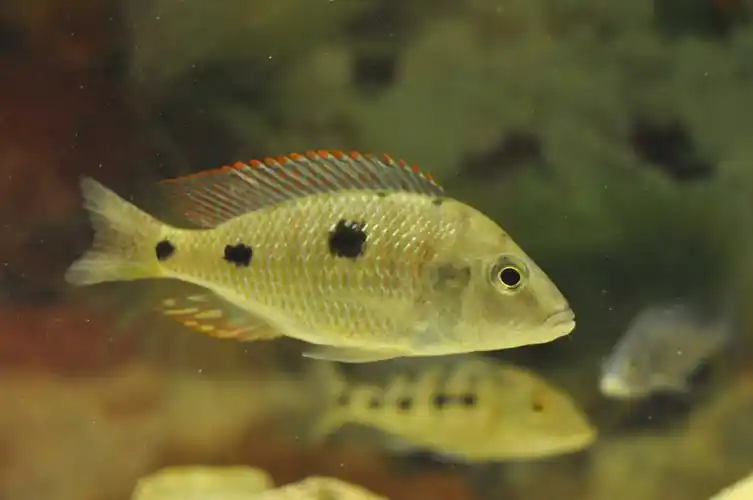 经典三湖慈鲷系列------靓三点(ctenopharynx pictus)