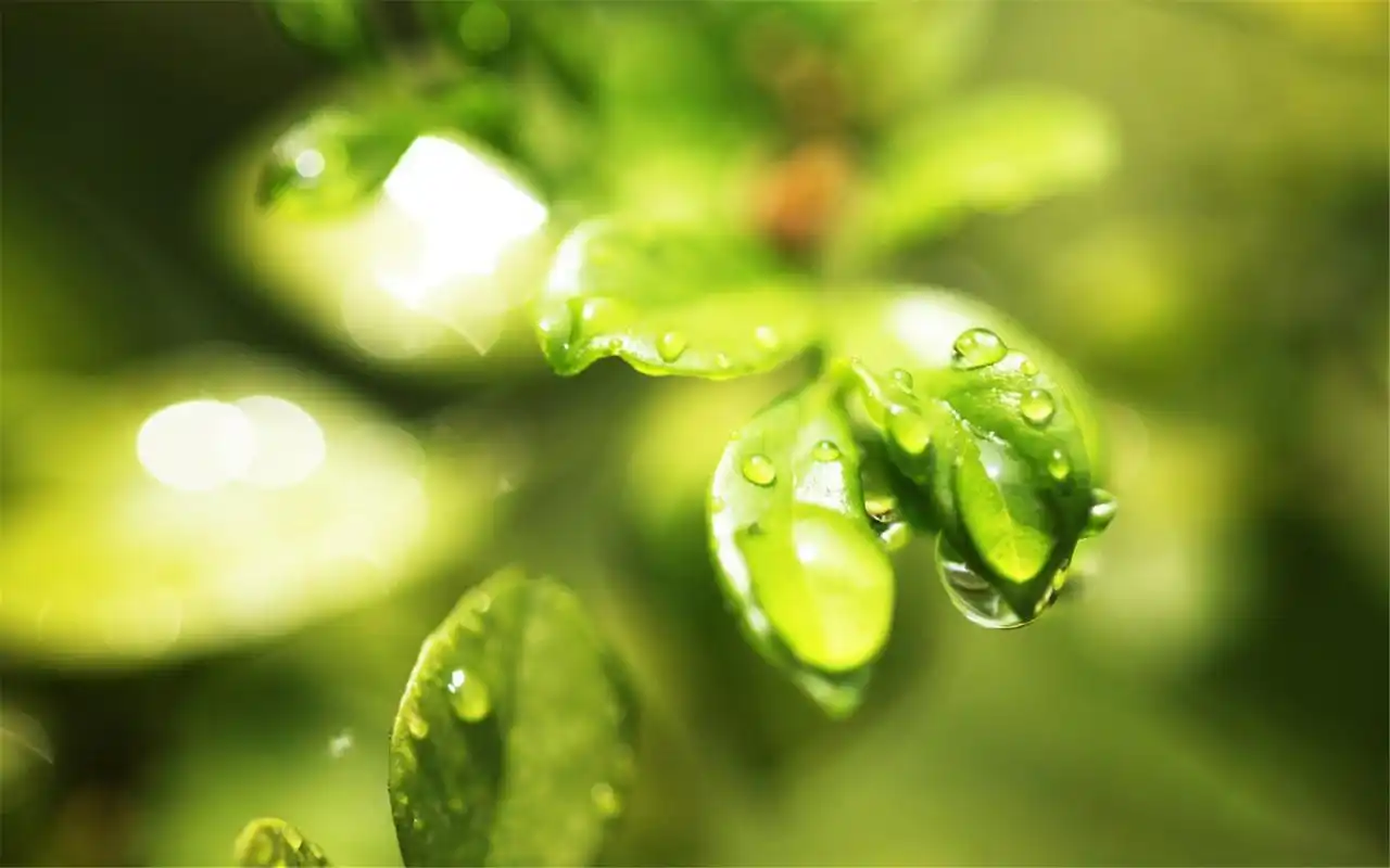 绿色护眼小清新桌面壁纸